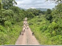 Safari im Arusha Nationalpark