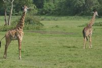 Unsere erste Safari im Arusha Nationalpark