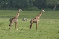 Unsere erste Safari im Arusha Nationalpark