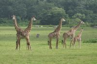 Unsere erste Safari im Arusha Nationalpark