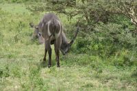 Safari im Arusha Nationalpark - Am Ngurdoto Krater