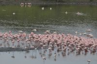 Safari im Arusha Nationalpark - Am großen Momella See