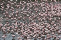 Safari im Arusha Nationalpark - Am großen Momella See