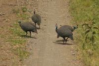 Safari im Arusha Nationalpark - Am großen Momella See