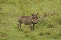 Safari im Arusha Nationalpark