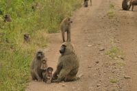 Safari im Arusha Nationalpark