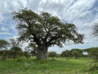 Safari im Tarangire Nationalpark