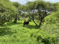 Safari im Tarangire Nationalpark