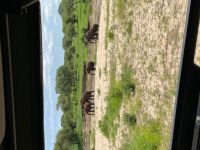 Safari im Tarangire Nationalpark