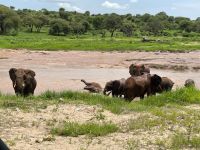 Safari im Tarangire Nationalpark