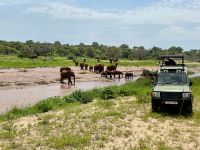 Safari im Tarangire Nationalpark