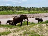 Safari im Tarangire Nationalpark