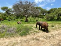 Safari im Tarangire Nationalpark