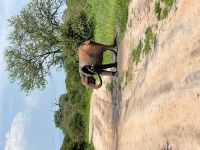 Safari im Tarangire Nationalpark