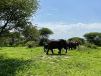 Safari im Tarangire Nationalpark