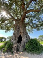 Safari im Tarangire Nationalpark
