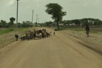 Fahrt zum Tarangire Nationalpark