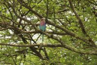 Safari im Tarangire Nationalpark