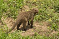 Safari im Tarangire Nationalpark