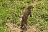 Safari im Tarangire Nationalpark