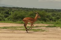 Safari im Tarangire Nationalpark