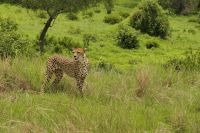 Safari im Tarangire Nationalpark