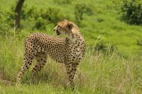 Safari im Tarangire Nationalpark
