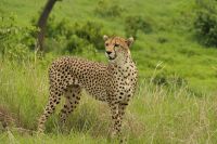 Safari im Tarangire Nationalpark