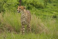 Safari im Tarangire Nationalpark