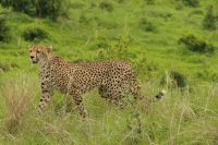 Safari im Tarangire Nationalpark