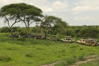 Safari im Tarangire Nationalpark