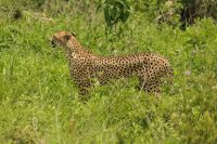 Safari im Tarangire Nationalpark