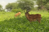 Safari im Tarangire Nationalpark