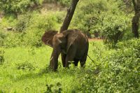 Safari im Tarangire Nationalpark
