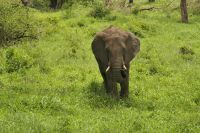 Safari im Tarangire Nationalpark