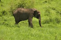 Safari im Tarangire Nationalpark