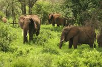 Safari im Tarangire Nationalpark