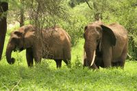 Safari im Tarangire Nationalpark
