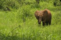 Safari im Tarangire Nationalpark
