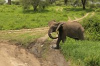 Safari im Tarangire Nationalpark