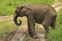 Safari im Tarangire Nationalpark