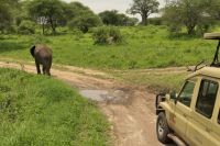 Safari im Tarangire Nationalpark