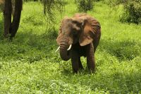 Safari im Tarangire Nationalpark