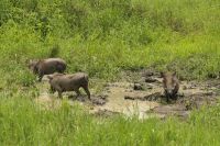 Safari im Tarangire Nationalpark