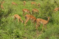 Safari im Tarangire Nationalpark