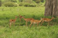 Safari im Tarangire Nationalpark