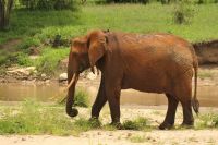 Safari im Tarangire Nationalpark