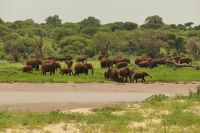 Safari im Tarangire Nationalpark