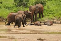 Safari im Tarangire Nationalpark
