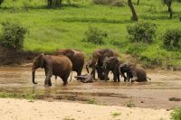 Safari im Tarangire Nationalpark